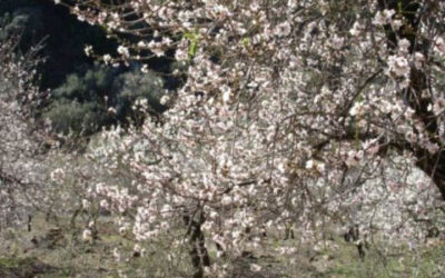 Almond Blossom Andalucia