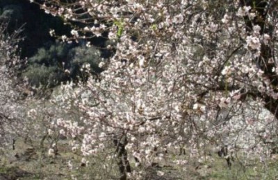 Almond Blossom Andalucia